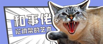 娱乐吃瓜君和罗小猫,揭秘娱乐圈背后的趣味故事